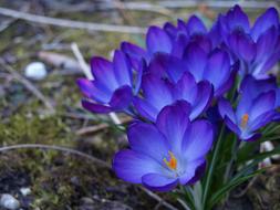 Beautiful blue and white crocus flowers with orange cores