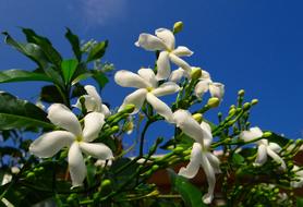 Beautiful white crape jasmine flowers with green leaves at blue sky background in India