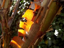 Cinnamon Maple Bark Log