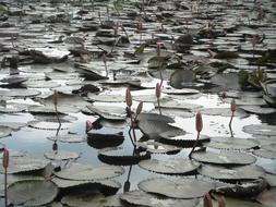 Lotus Flowers