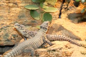 Lizards Reptile Iguanas Monitor