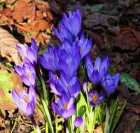 blue Crocus Blossom