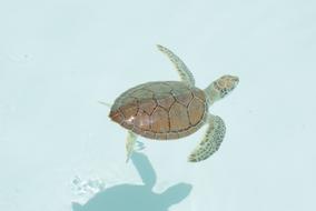 Turtle Xcaret
