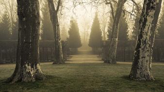 Trees Park Fog