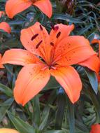 absolutely beautiful Bloom Lily