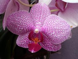 fabulous Phalaenopsis Orchids