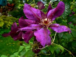 wonderful Clematis Blossom