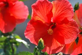 red Flowers Orange Hibiscus