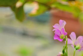 Lu Bian Floret Pink