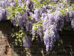 Blue Rain Wisteria Flowers