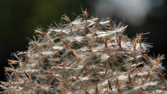 Spring Reed Dry