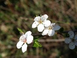 impressively beautiful Cherry Blossom