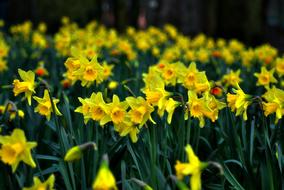 fabulous Daffodil