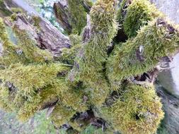 green garden plant
