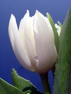 Tulip White Drop Of