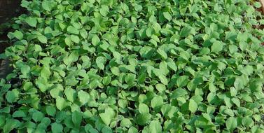 Seedlings Brinjal Eggplant