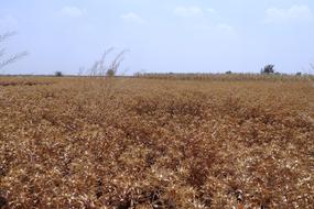 Safflower Fields Crop Ripe