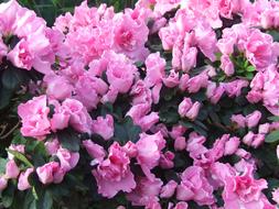 Beautiful pink and white azalea flowers in spring