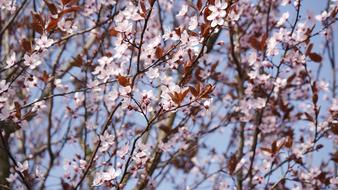 perfect Prunus Cerasifera Pink