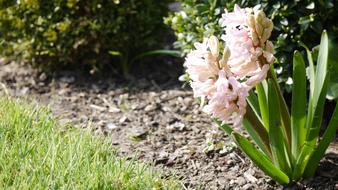 perfect Hyacinth Pink Blossom