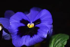 Pansy Flowers Blue Close