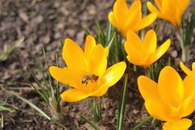 Spring Krokos Flower