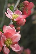 Quince Red Pink