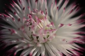 impressively beautiful Bloom White pink