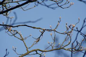 Sky Tree Flowers