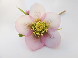 macro photo of pink helleborus