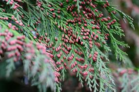 Fir Balsam Tree