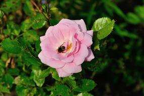 bumblebee on Pink Rose Bloom