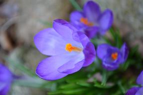 perfect Crocus Purple Blossom