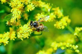honey Bee feeding on flower