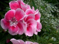 Pink Noble Geranium Flowers