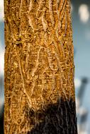Tree Log