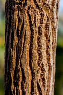 Tree Log