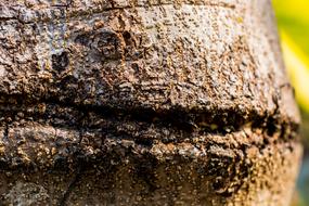 Tree Log