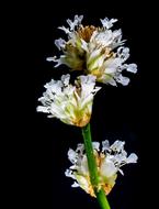 Small Flower Wild on a black background close-up