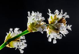 fabulous Wild White Flowers