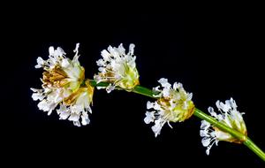 Beautiful white and yellow fluffy buds on a green stem on a black background