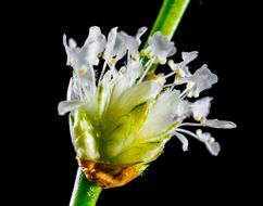 Close-up of the beautiful, white, wild flower on the green stem, at black background