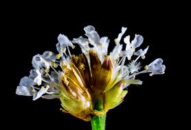 Beautiful white, yellow and brown flowers on the green stem at black background