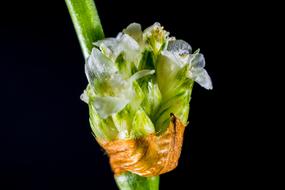 Close-up of the beautiful and colorful, shiny, small flowers, at black background