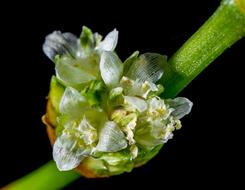 Flower green White black background