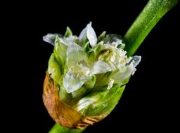 Flower Wild White green black background