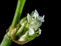 amazing Wild White flower
