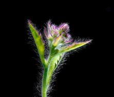 Beautiful purple and red flower on the green stem at black background