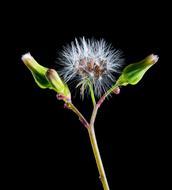 sow thistle seed heads at black background