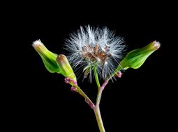 closed and open dandelion buds on black background